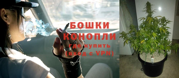 прущие грибы Аркадак